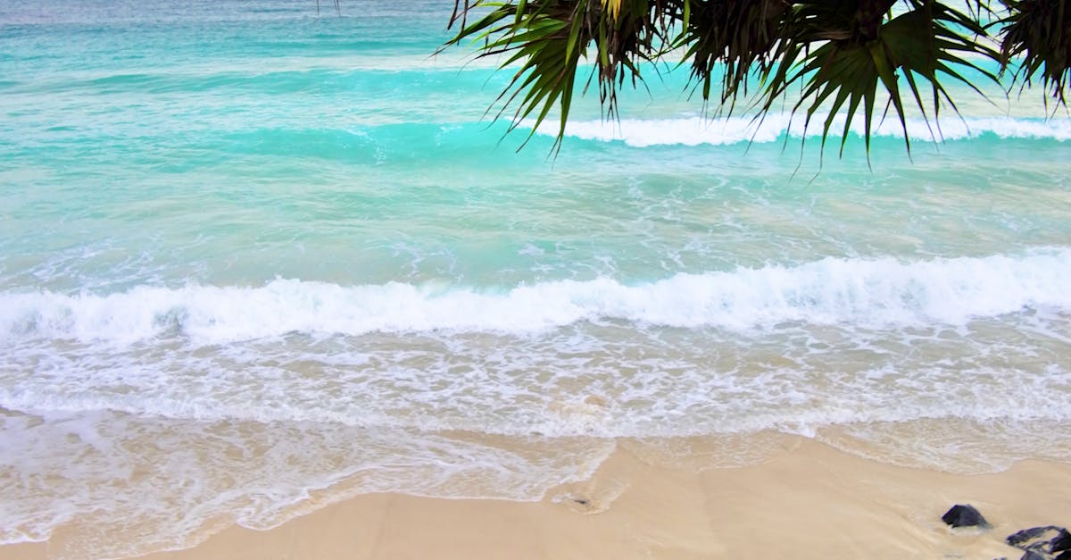 Pet-Friendly Casual Dining Choices in Byron Bay